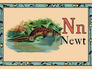 Newt - Art Print