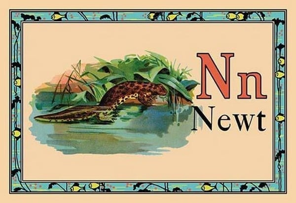 Newt - Art Print