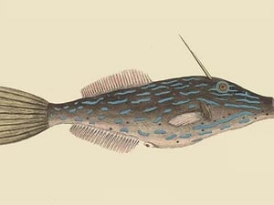 Bahama Unicorn Fish by Mark Catesby - Art Print