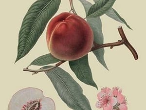 Neal's Early Purple Peach by William Hooker - Art Print