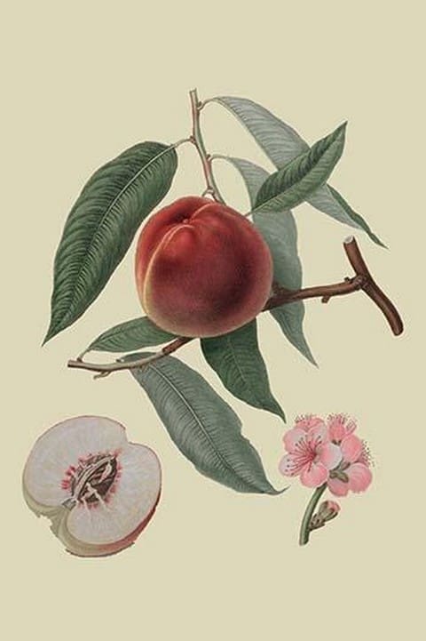 Neal's Early Purple Peach by William Hooker - Art Print
