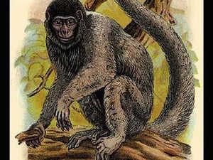 Humboldt's Woolly Monkey by G.R. Waterhouse - Art Print