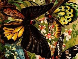 Butterflies by Friedrich Wilhelm Kuhnert - Art Print