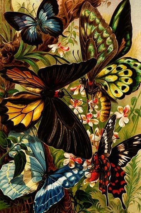 Butterflies by Friedrich Wilhelm Kuhnert - Art Print