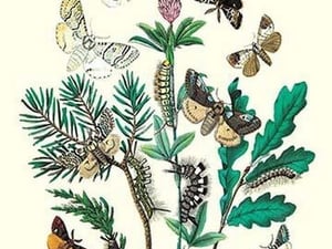 Moths: O. Gonostigma