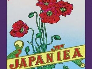 Iceland Poppy Tea - Art Print