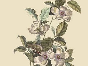 Stuartia - Camellia by Mark Catesby - Art Print