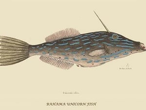 Bahama Unicorn Fish by Mark Catesby #2 - Art Print