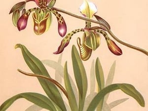 Cypripedium Haynaldianum; Paphiopedilium by H.G. Moon - Art Print