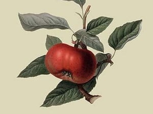 Devonshire Quarenden or Sack Apple by William Hooker - Art Print