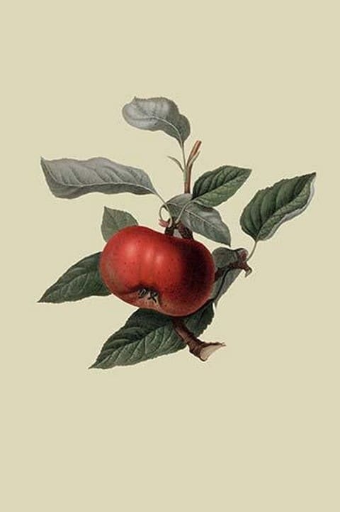 Devonshire Quarenden or Sack Apple by William Hooker - Art Print