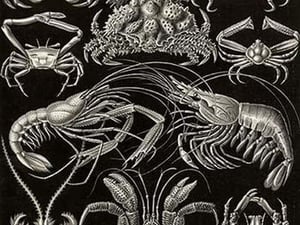 Crustaceans by Ernst Haeckel #2 - Art Print