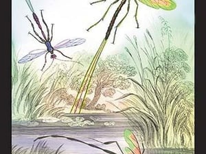 Insects: Pimpla Manifestator