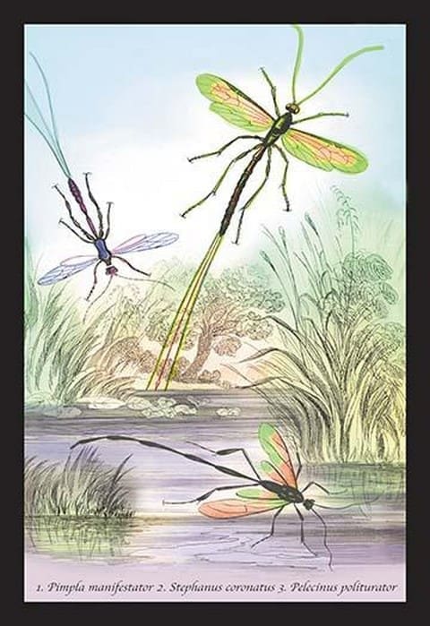 Insects: Pimpla Manifestator