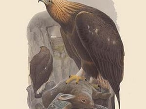Aquila Chrysaetos - Golden Eagle by John Gould - Art Print