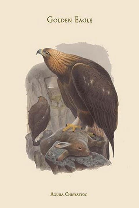 Aquila Chrysaetos - Golden Eagle by John Gould - Art Print