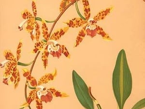 Odontologlossum Triumphans by H.G. Moon #2 - Art Print