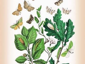 Moths: Erastria Deceptoria