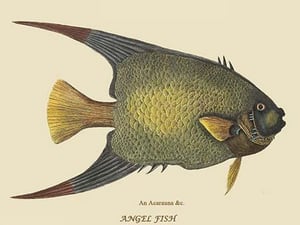 Angel Fish by Mark Catesby #2 - Art Print
