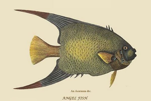 Angel Fish by Mark Catesby #2 - Art Print