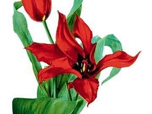 Tulipa Tubergeniana by H.G. Moon - Art Print