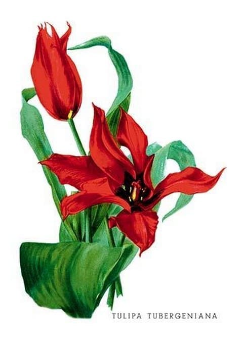 Tulipa Tubergeniana by H.G. Moon - Art Print