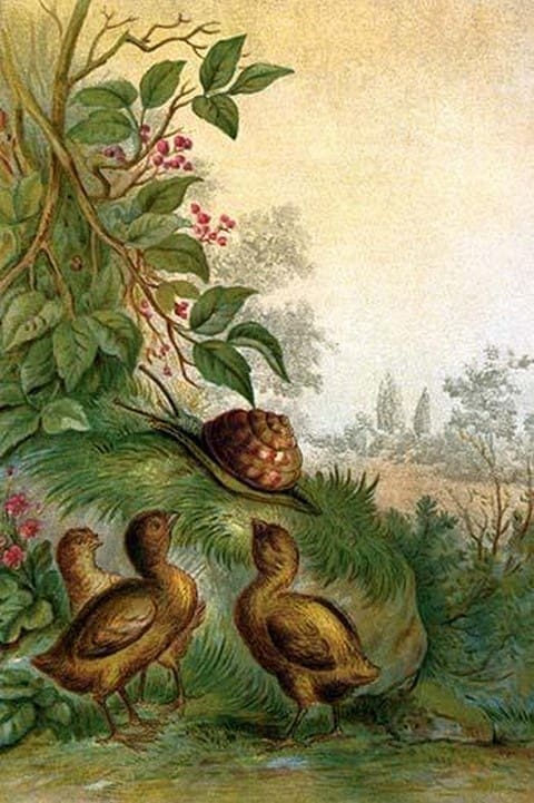 Three Chicks ponder a Snail by Anton Hochstein - Art Print