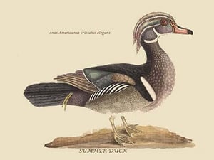 Summer Duck by Mark Catesby #2 - Art Print
