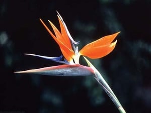 Bird of Paradise by Cmdr. John Bortniak - Art Print