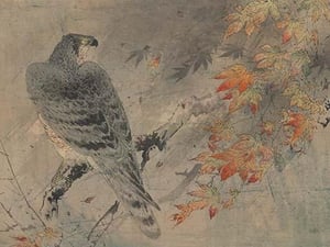Eagle on a maple branch - Art Print