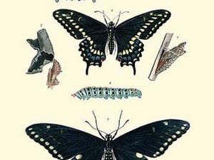 Insect Study #4 - Art Print