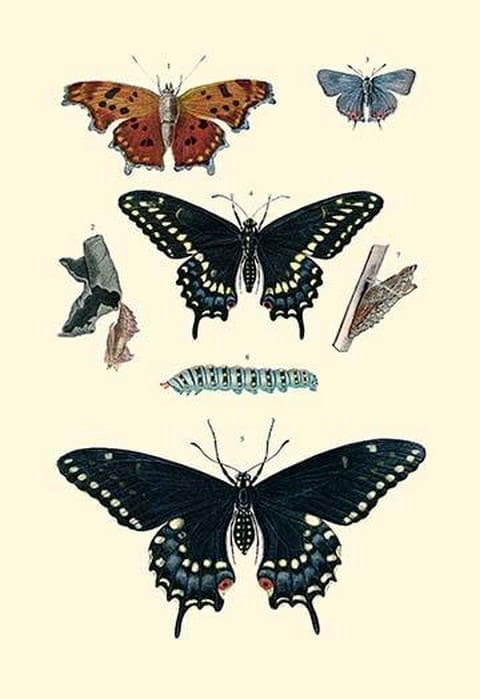 Insect Study #4 - Art Print