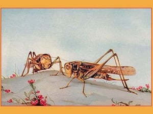The White-Faced Decticus by Edward Detmold - Art Print