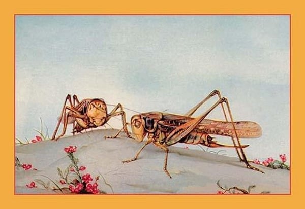 The White-Faced Decticus by Edward Detmold - Art Print