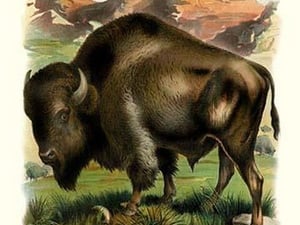 The Bison
