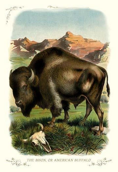 The Bison