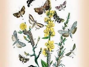 Moths: Heliaca Tenebrata