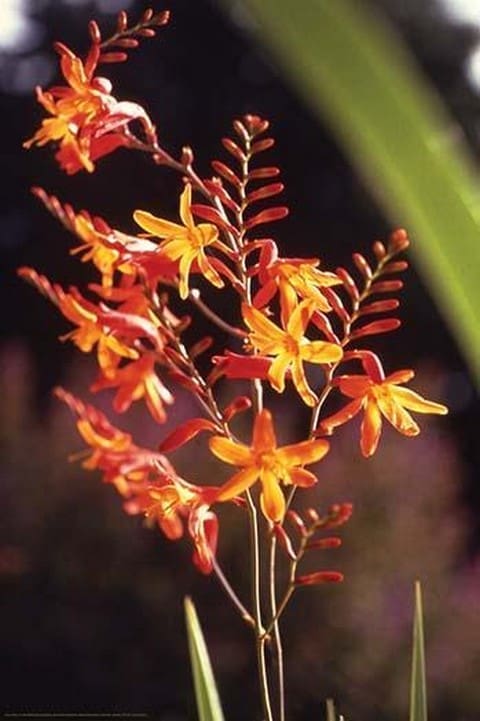 Tropical Flower by James P. McVey - Art Print