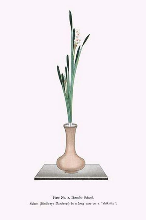 Suisen 'Bird's eye narcissus' in long vase by Josiah Conder - Art Print