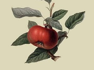 Devonshire Quarenden or Sack Apple by William Hooker #2 - Art Print