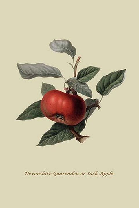 Devonshire Quarenden or Sack Apple by William Hooker #2 - Art Print