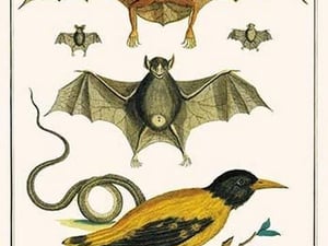 Bulldog bat