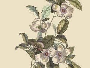 Stuartia - Camellia by Mark Catesby #2 - Art Print