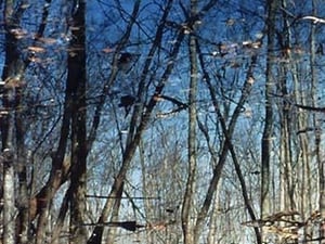 Flag Pond Marsh by Mary Hollinger - Art Print