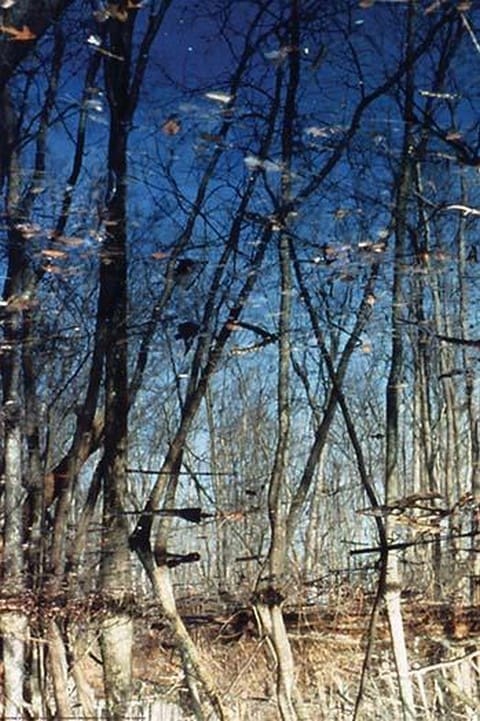 Flag Pond Marsh by Mary Hollinger - Art Print