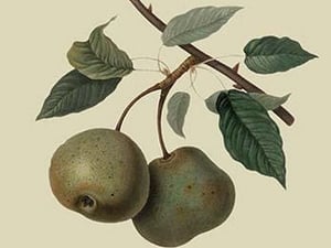 Crasanne Pear by William Hooker - Art Print