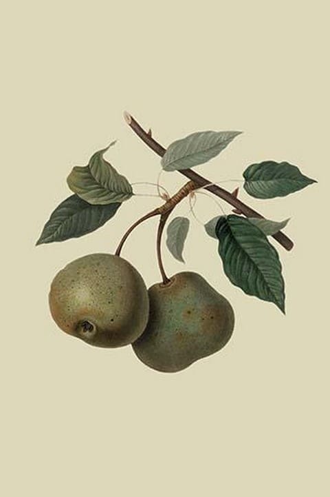 Crasanne Pear by William Hooker - Art Print