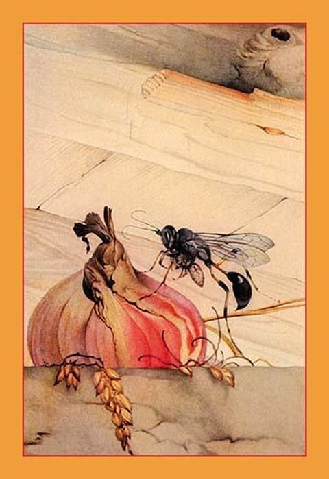 Mason-Wasp by Edward Detmold - Art Print