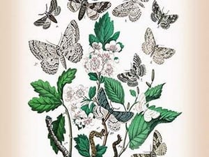 Moths: Boarmia Secundaria