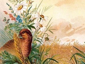 Mice eat wheat